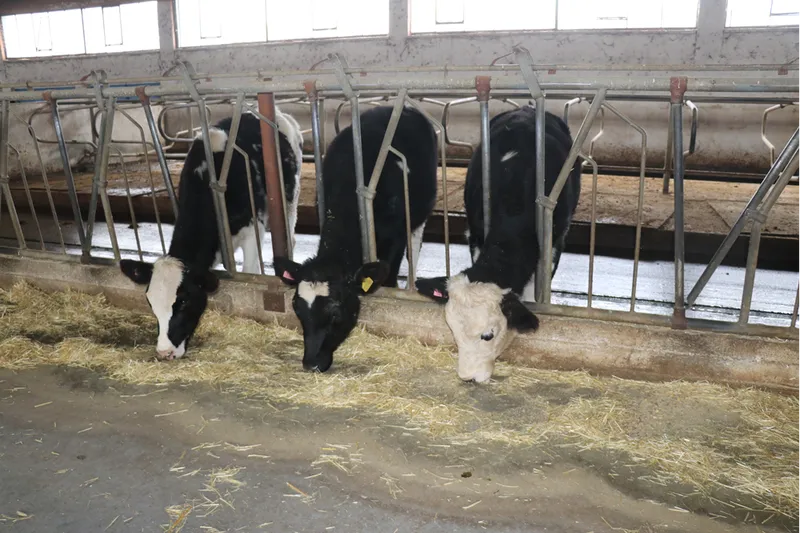 Üniversitenin uygulama çiftliği öğrencilere sahada eğitim imkanı sunuyor