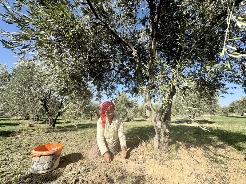 Muhtarın devlet desteğiyle kurduğu zeytinyağı üretim tesisi mahallelinin geçim kaynağı oldu