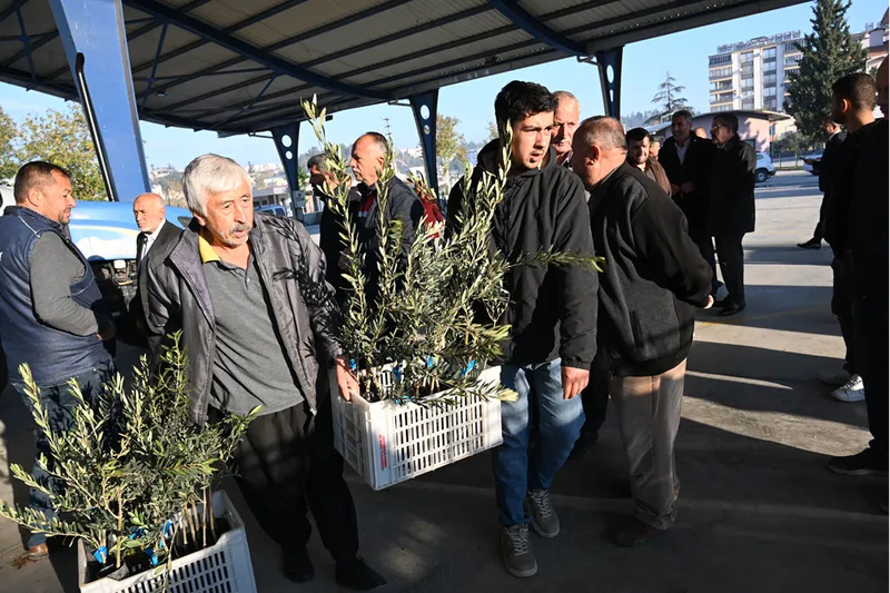 Kadirli ilçesinde üreticilere 10 bin 500 zeytin fidanı dağıtıldı 