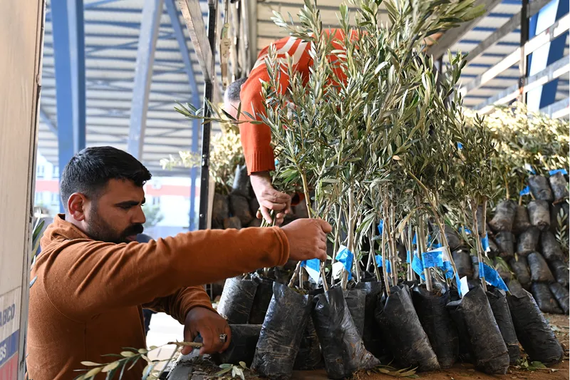 Kadirli ilçesinde üreticilere 10 bin 500 zeytin fidanı dağıtıldı 