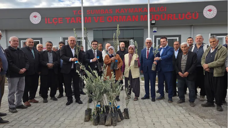 Sumbas ilçesinde çiftçilere 10 bin zeytin fidanı dağıtıldı