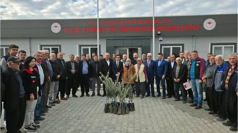 Sumbas ilçesinde çiftçilere 10 bin zeytin fidanı dağıtıldı