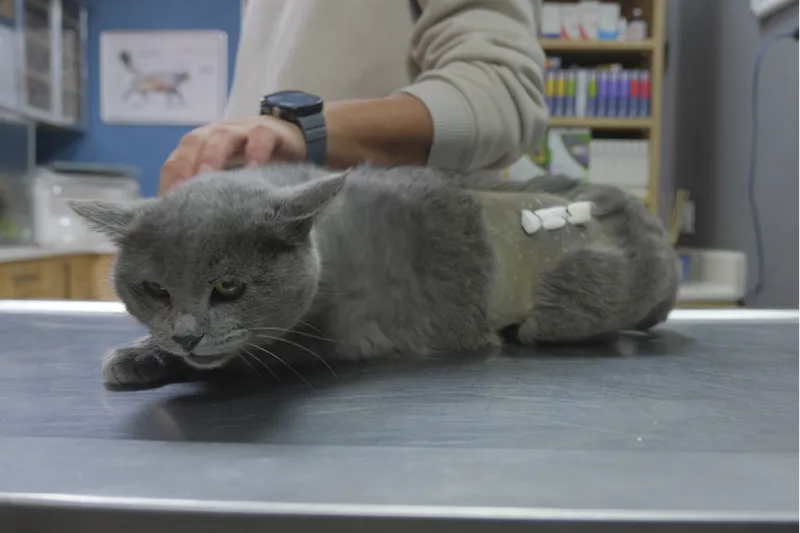 İştahsızlık şikayetiyle veterinere götürülen kedinin kalçasından mermi çekirdeği çıkarıldı