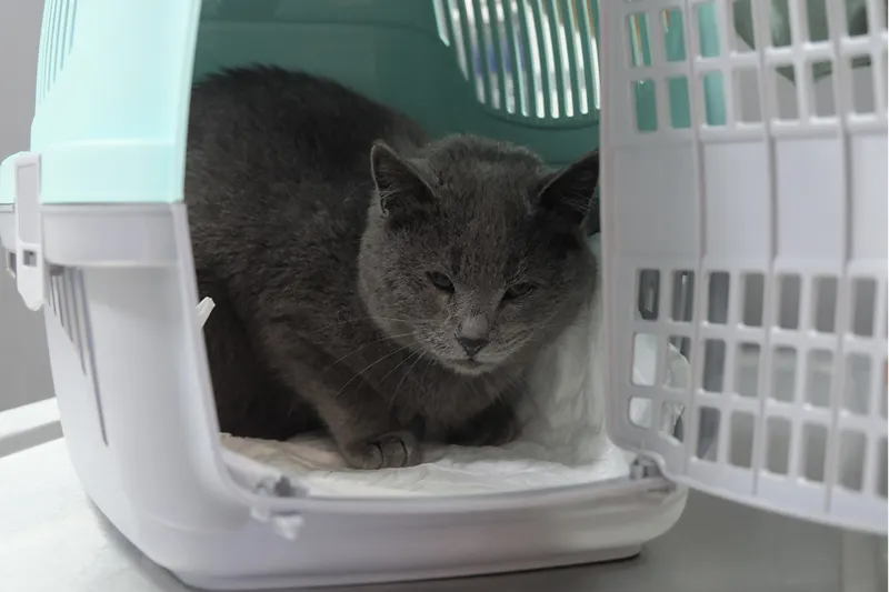 İştahsızlık şikayetiyle veterinere götürülen kedinin kalçasından mermi çekirdeği çıkarıldı