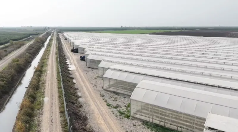 Yapay zeka destekli topraksız serada üretilen çilek 7 ülkeye ihraç edildi