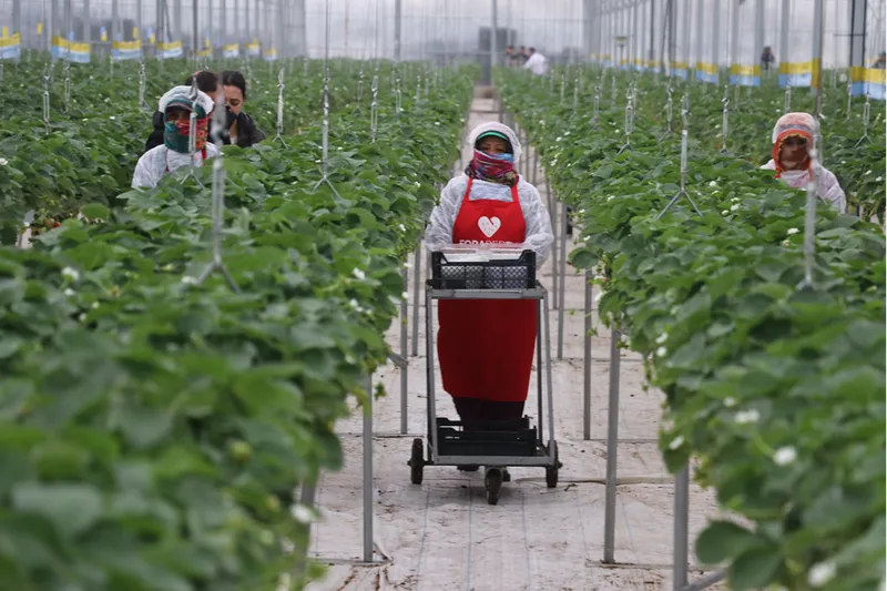 Yapay zeka destekli topraksız serada üretilen çilek 7 ülkeye ihraç edildi