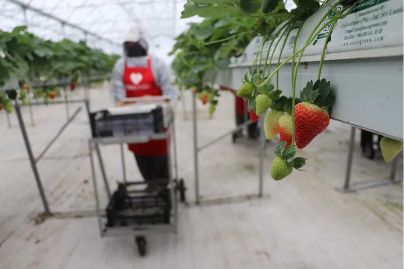 Yapay zeka destekli topraksız serada üretilen çilek 7 ülkeye ihraç edildi