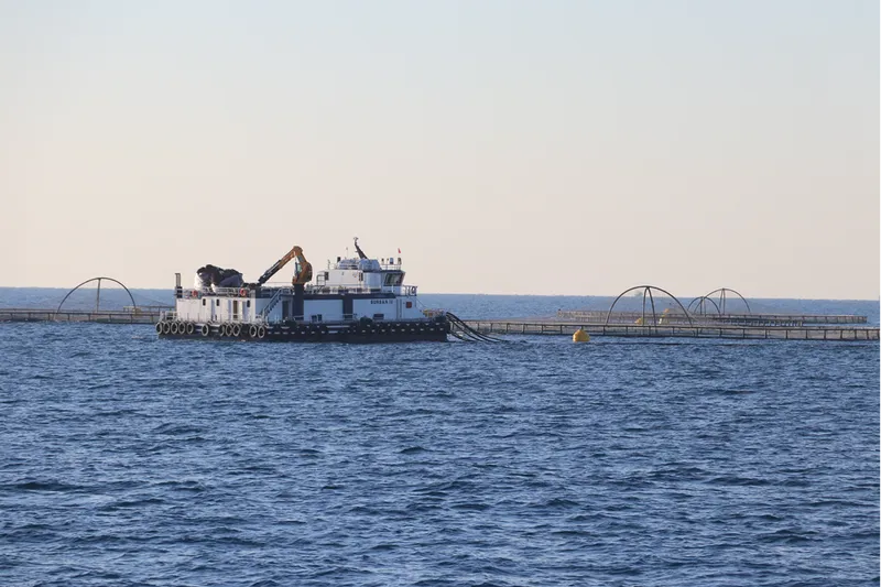 Adana'da denizde kafes balıkçılığında ilk hasat ihracat için yapıldı