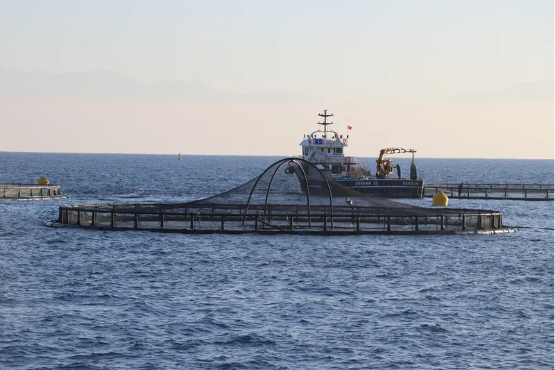 Adana'da denizde kafes balıkçılığında ilk hasat ihracat için yapıldı