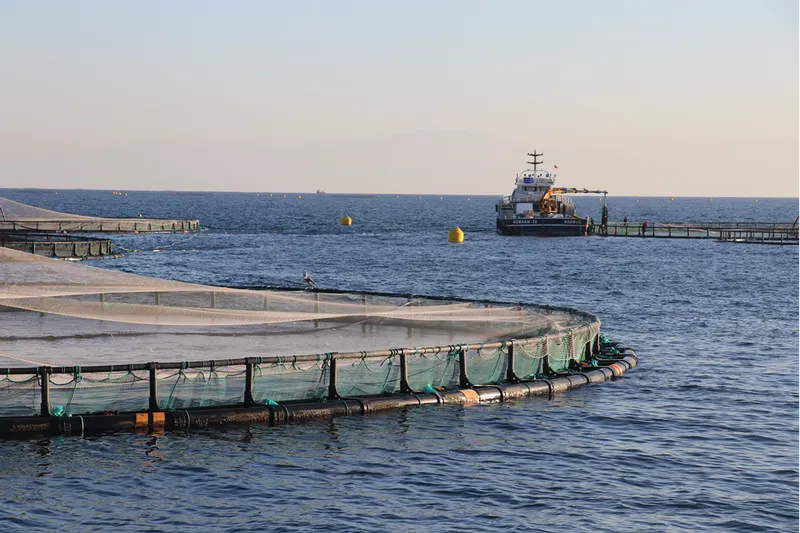 Adana'da denizde kafes balıkçılığında ilk hasat ihracat için yapıldı