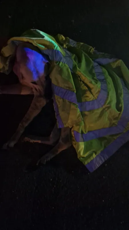 Samandağ ilçesinde polis ekiplerinin bulduğu yaralı köpek barınağa götürüldü