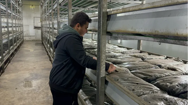 Devlet desteğiyle kurduğu tesiste hem elektrik hem de mantar üretiyor