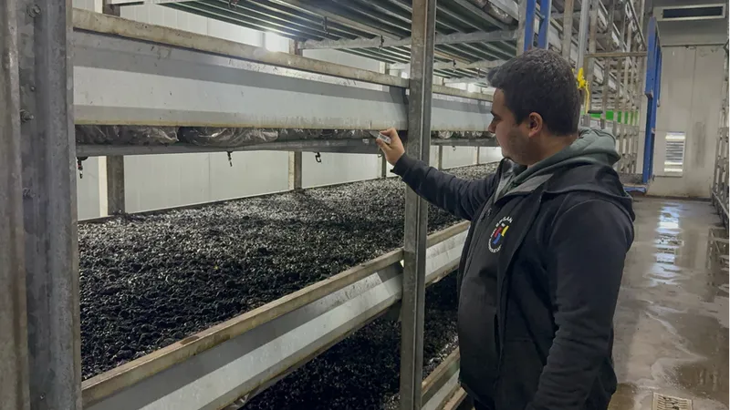 Devlet desteğiyle kurduğu tesiste hem elektrik hem de mantar üretiyor