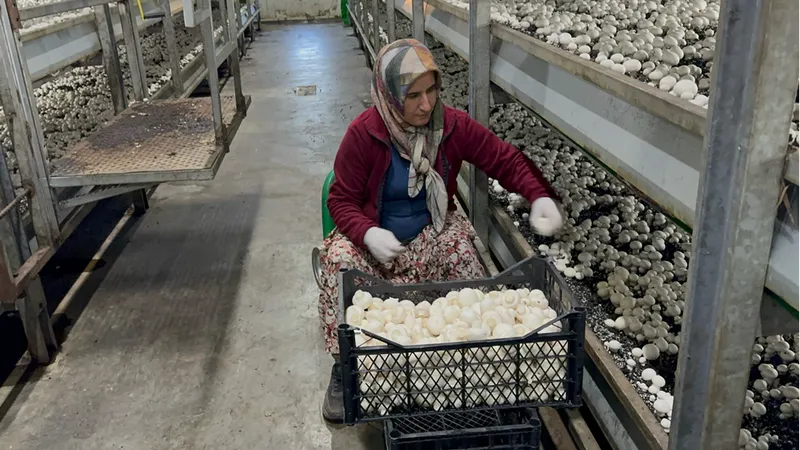 Devlet desteğiyle kurduğu tesiste hem elektrik hem de mantar üretiyor