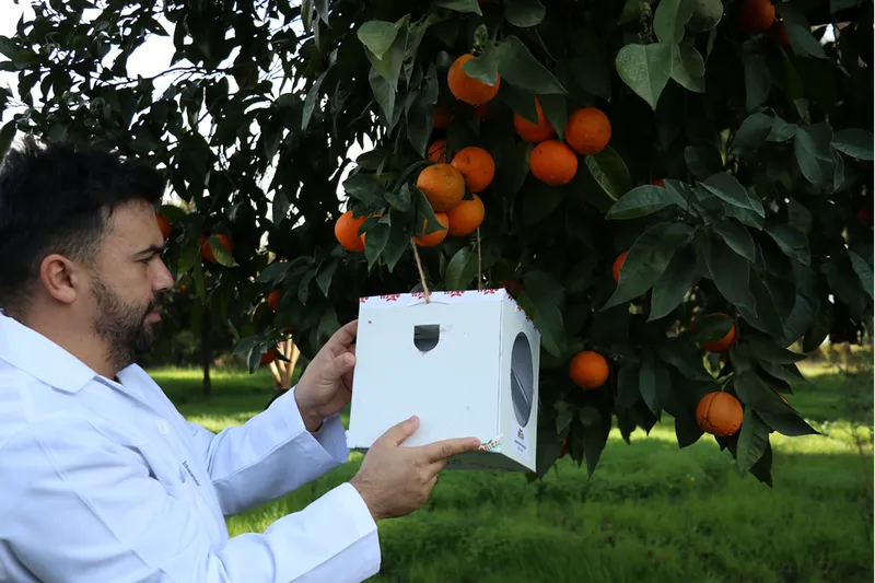 Laboratuvarda üretilen faydalı böcekler bahçe ve seralarda zararlılara karşı kalkan oluyor