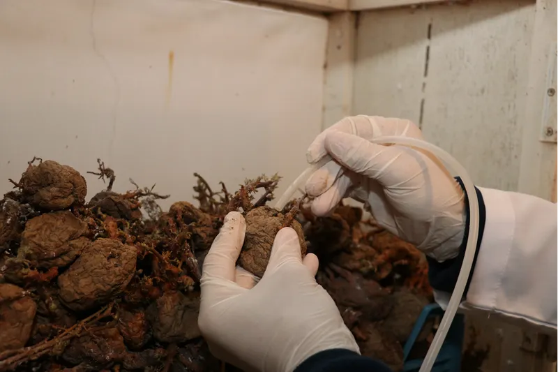 Laboratuvarda üretilen faydalı böcekler bahçe ve seralarda zararlılara karşı kalkan oluyor