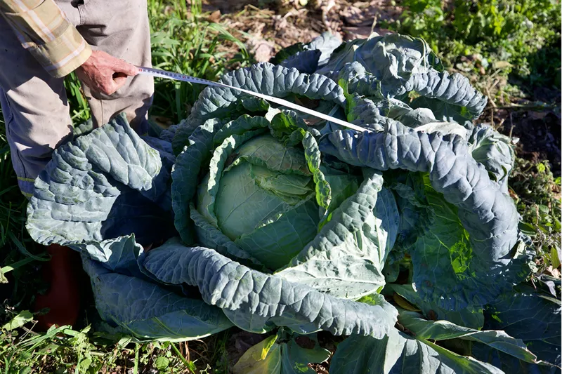 Hobi olarak başladığı ata tohumuyla lahana yetiştiriciliği gelir kapısı oldu