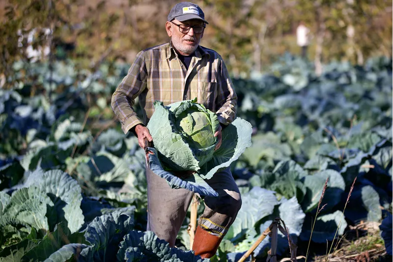 Hobi olarak başladığı ata tohumuyla lahana yetiştiriciliği gelir kapısı oldu