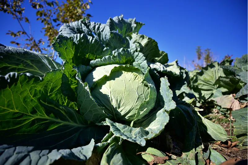 Hobi olarak başladığı ata tohumuyla lahana yetiştiriciliği gelir kapısı oldu