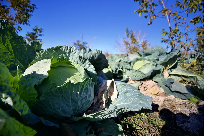Hobi olarak başladığı ata tohumuyla lahana yetiştiriciliği gelir kapısı oldu
