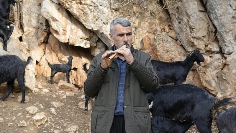 Yarım asırlık çoban kavalından çıkardığı nağmelerle sürüsünü kontrol ediyor
