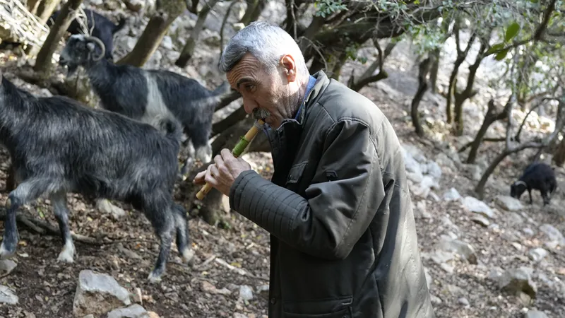 Yarım asırlık çoban kavalından çıkardığı nağmelerle sürüsünü kontrol ediyor