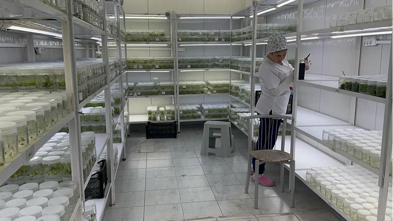 Isparta'daki akademisyenler ak zambağın üretim süresinin kısalması için çalışma yapıyor