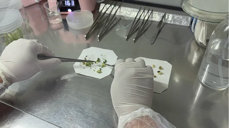 Isparta'daki akademisyenler ak zambağın üretim süresinin kısalması için çalışma yapıyor