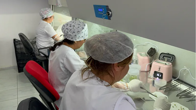 Isparta'daki akademisyenler ak zambağın üretim süresinin kısalması için çalışma yapıyor