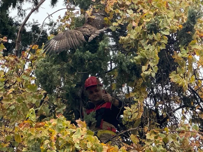 Hatay'da ağaca takılan kızıl şahini itfaiye kurtardı