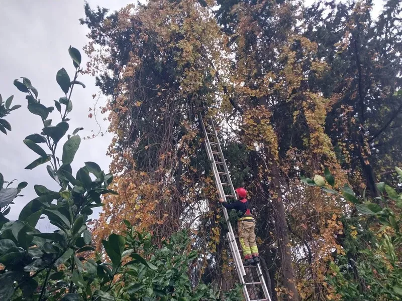 Hatay'da ağaca takılan kızıl şahini itfaiye kurtardı