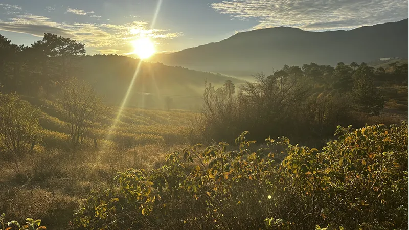 Isparta'nın gül bahçeleri sarı ve turuncuya büründü