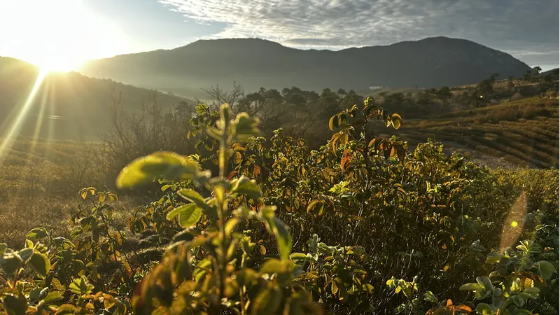 Isparta'nın gül bahçeleri sarı ve turuncuya büründü