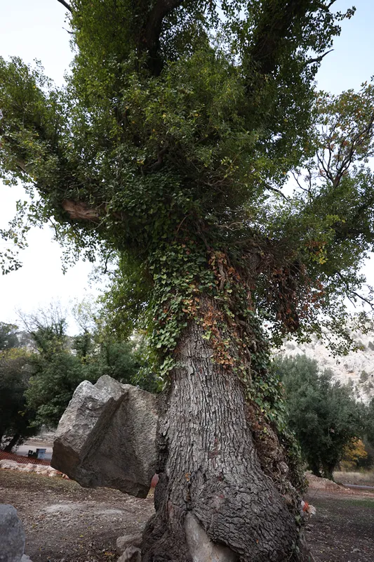 Doğa ve tarihin buluştuğu Termessos, ziyaretçilerine unutulmaz manzaralar sunuyor