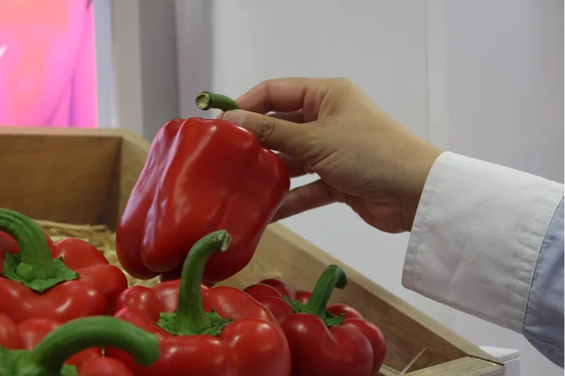 Türkiye'den yurt dışına sebzede en çok domates, salatalık ve biber tohumu gönderiliyor