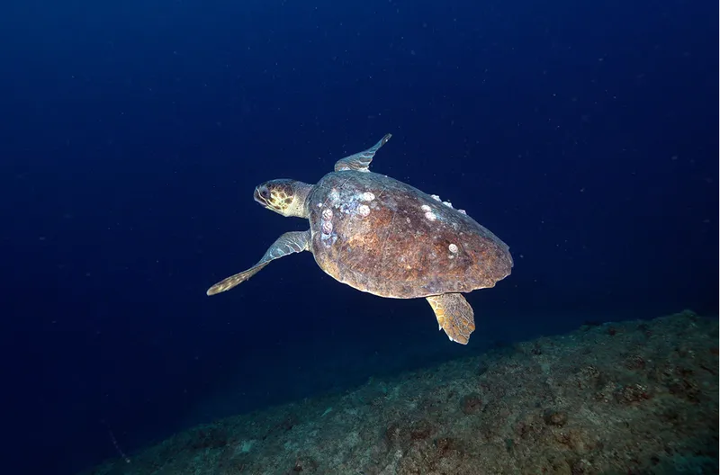 Doğu Akdeniz'in derinliklerine inen dalgıçlar canlıların renkli dünyasını görüntüledi