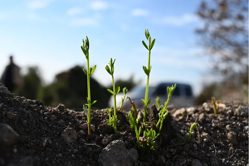 Osmaniye'de yangından etkilenen 45 hektarlık alan 7 bin 500 fidanla yeşertilecek