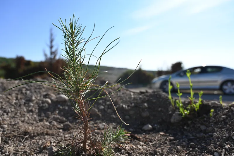 Osmaniye'de yangından etkilenen 45 hektarlık alan 7 bin 500 fidanla yeşertilecek