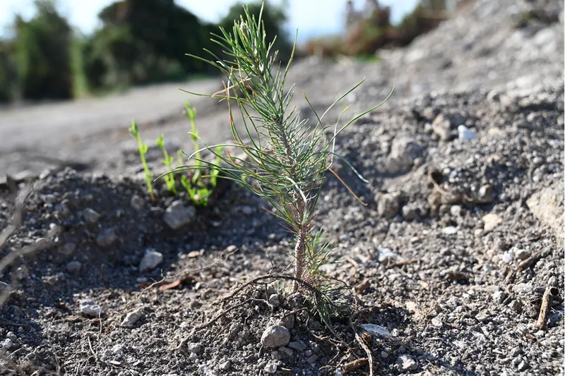 Osmaniye'de yangından etkilenen 45 hektarlık alan 7 bin 500 fidanla yeşertilecek