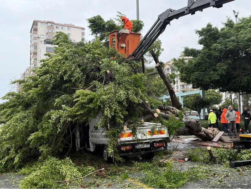 Mersin'de rüzgarın etkisiyle devrilen ağaç seyir halindeki 3 araca zarar verdi