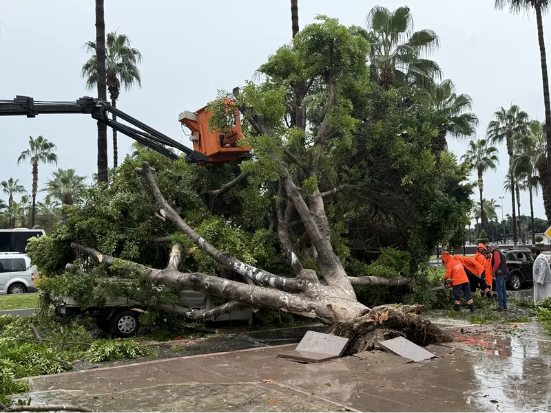 Mersin'de rüzgarın etkisiyle devrilen ağaç seyir halindeki 3 araca zarar verdi