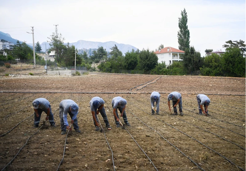 Konyaaltı Belediyesi çandır fasulyesinin ekimini yaptı