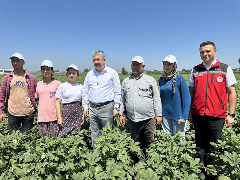 Osmaniye Valisi Yılmaz, bamya hasadına katıldı