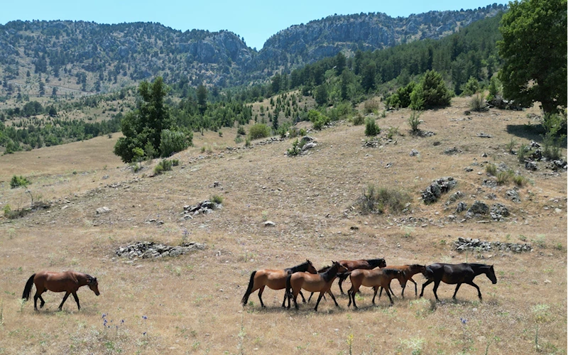 Isparta