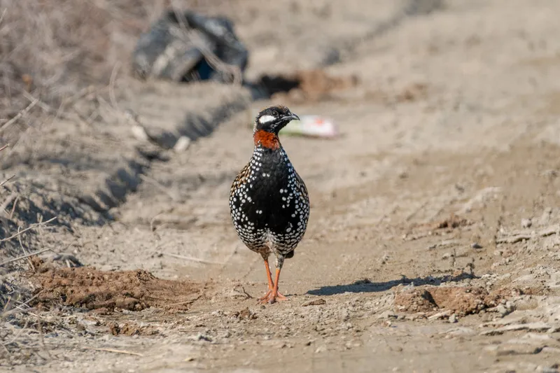 Çukurova Deltası kış aylarında da çok sayıda kuş türüne ev sahipliği yapıyor