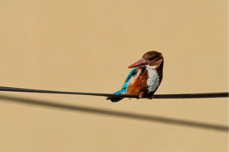 Çukurova Deltası kış aylarında da çok sayıda kuş türüne ev sahipliği yapıyor