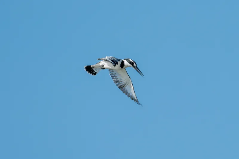 Çukurova Deltası kış aylarında da çok sayıda kuş türüne ev sahipliği yapıyor