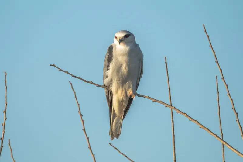 Çukurova Deltası kış aylarında da çok sayıda kuş türüne ev sahipliği yapıyor
