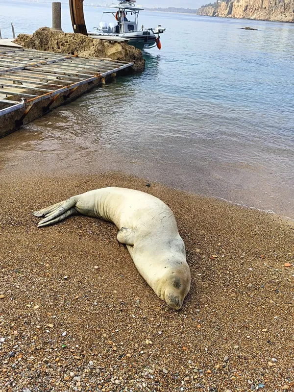 Antalya'da kıyıya vuran Akdeniz foku yeniden denizle buluşturuldu
