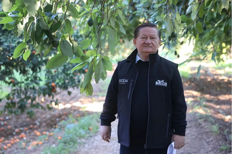 Türkiye'de ilk fidanı 55 yıl önce dikilen avokadonun üretimi katlanarak artıyor